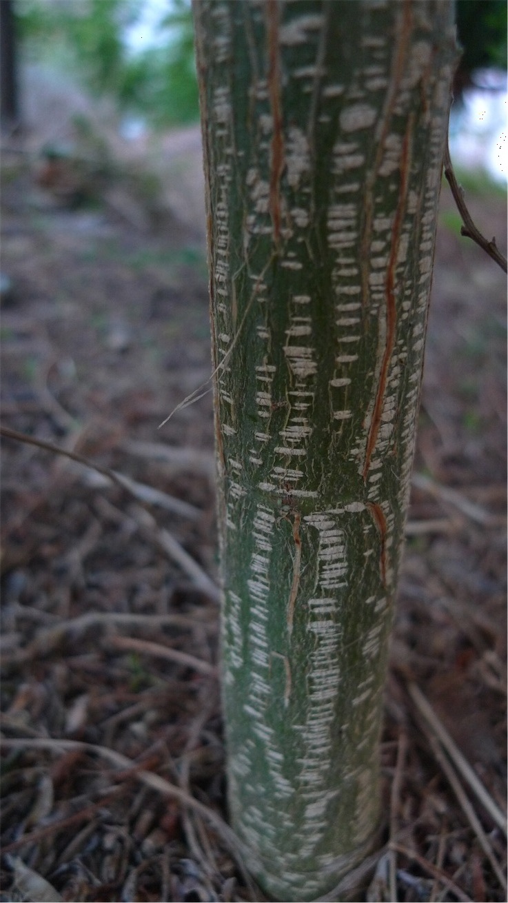 Cytisus scoparius